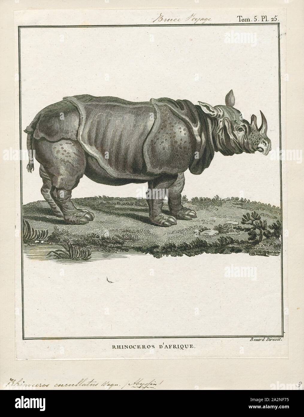 Rhinoceros cucullatus, Print, A rhinoceros, commonly abbreviated to rhino, is one of any five extant species of odd-toed ungulates in the family Rhinocerotidae, as well as any of the numerous extinct species therein. Two of the extant species are native to Africa and three to Southern Asia. The term 'rhinoceros' is often more broadly applied to now extinct species of the superfamily Rhinocerotoidea., 1700-1880 Stock Photo