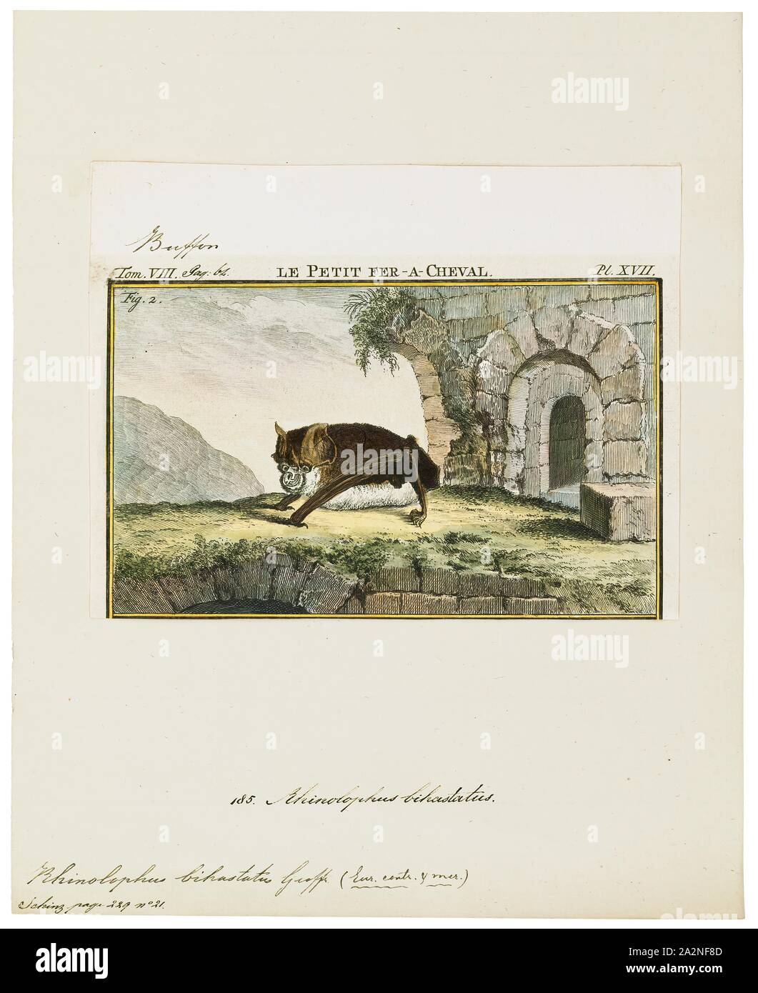 Rhinolophus bihastatus, Print, Horseshoe bat, Horseshoe bats make up