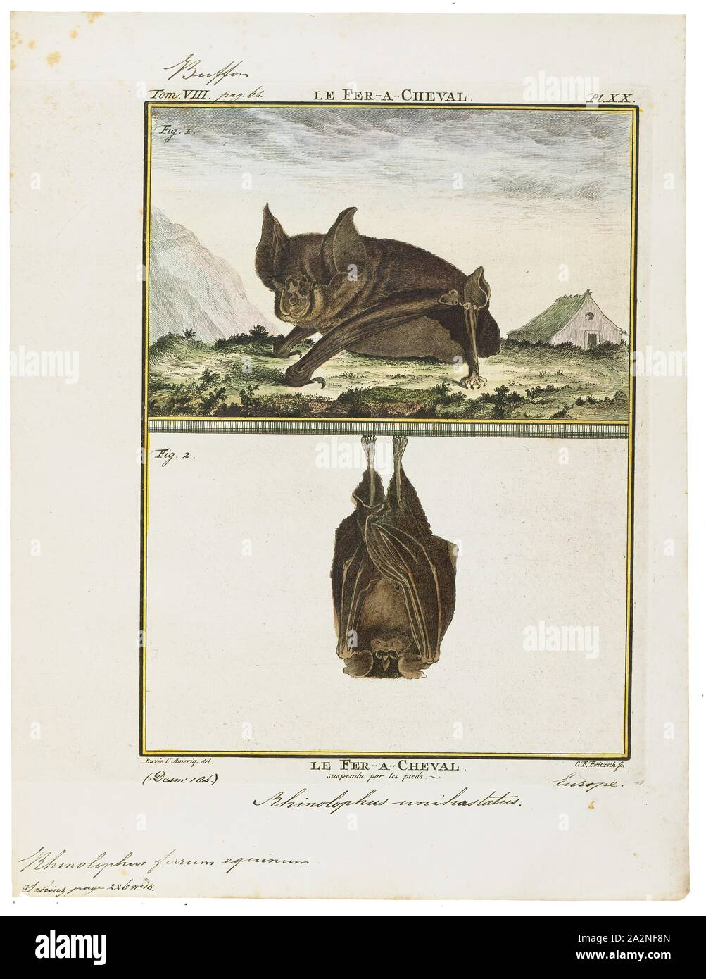 Rhinolophus ferrum equinum, Print, Horseshoe bat, Horseshoe bats make up the bat family Rhinolophidae. In addition to the single living genus, Rhinolophus, one extinct genus, Palaeonycteris, has been recognized. The closely related Hipposideridae are sometimes included within the horseshoe bats as a subfamily, Hipposiderinae. Both families are classified in the suborder Yinpterochiroptera or Pteropodiformes and were previously included in Microchiroptera., 1700-1880 Stock Photo