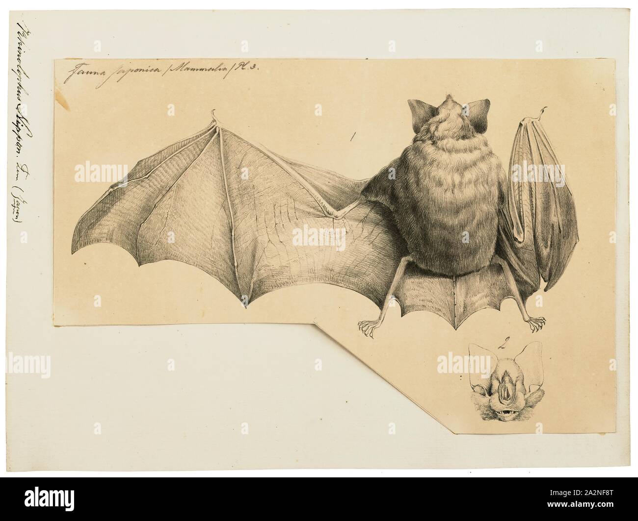 Rhinolophus nippon, Print, Horseshoe bat, Horseshoe bats make up the bat family Rhinolophidae. In addition to the single living genus, Rhinolophus, one extinct genus, Palaeonycteris, has been recognized. The closely related Hipposideridae are sometimes included within the horseshoe bats as a subfamily, Hipposiderinae. Both families are classified in the suborder Yinpterochiroptera or Pteropodiformes and were previously included in Microchiroptera., 1700-1880 Stock Photo
