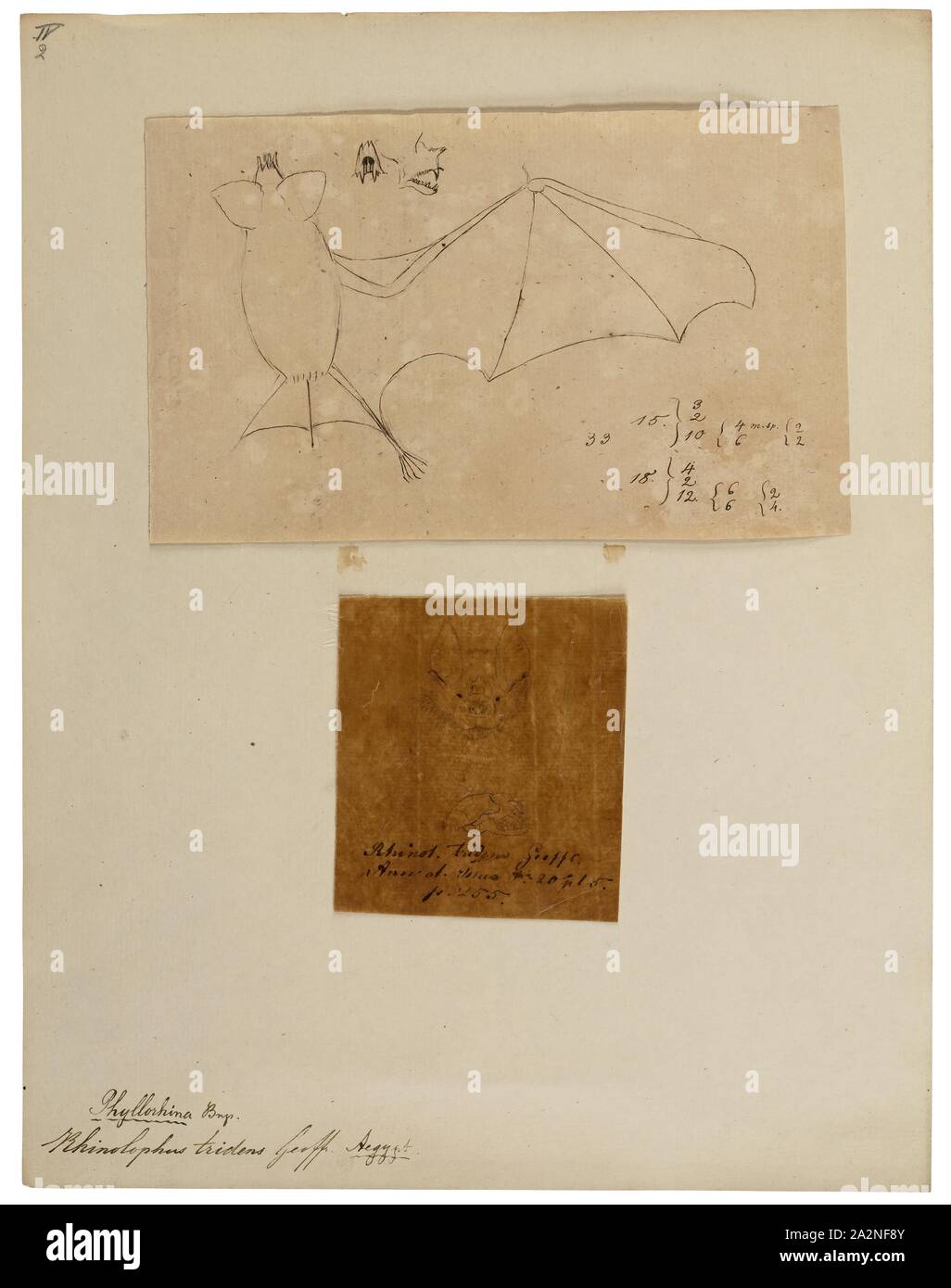 Rhinolophus tridens, Print, Horseshoe bat, Horseshoe bats make up the bat family Rhinolophidae