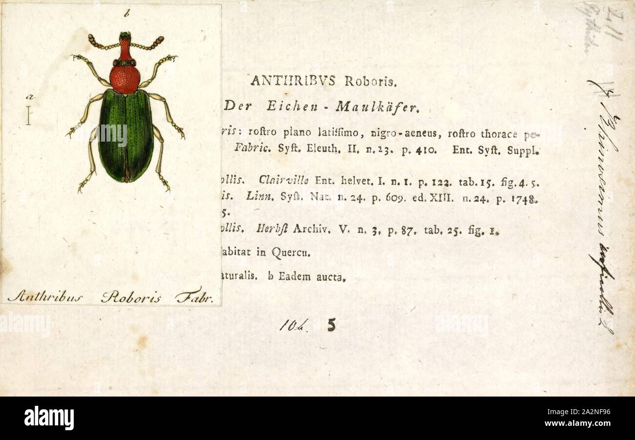 Rhinosimus, Print, Rhinosimus is a genus of narrow-waisted bark beetles ...