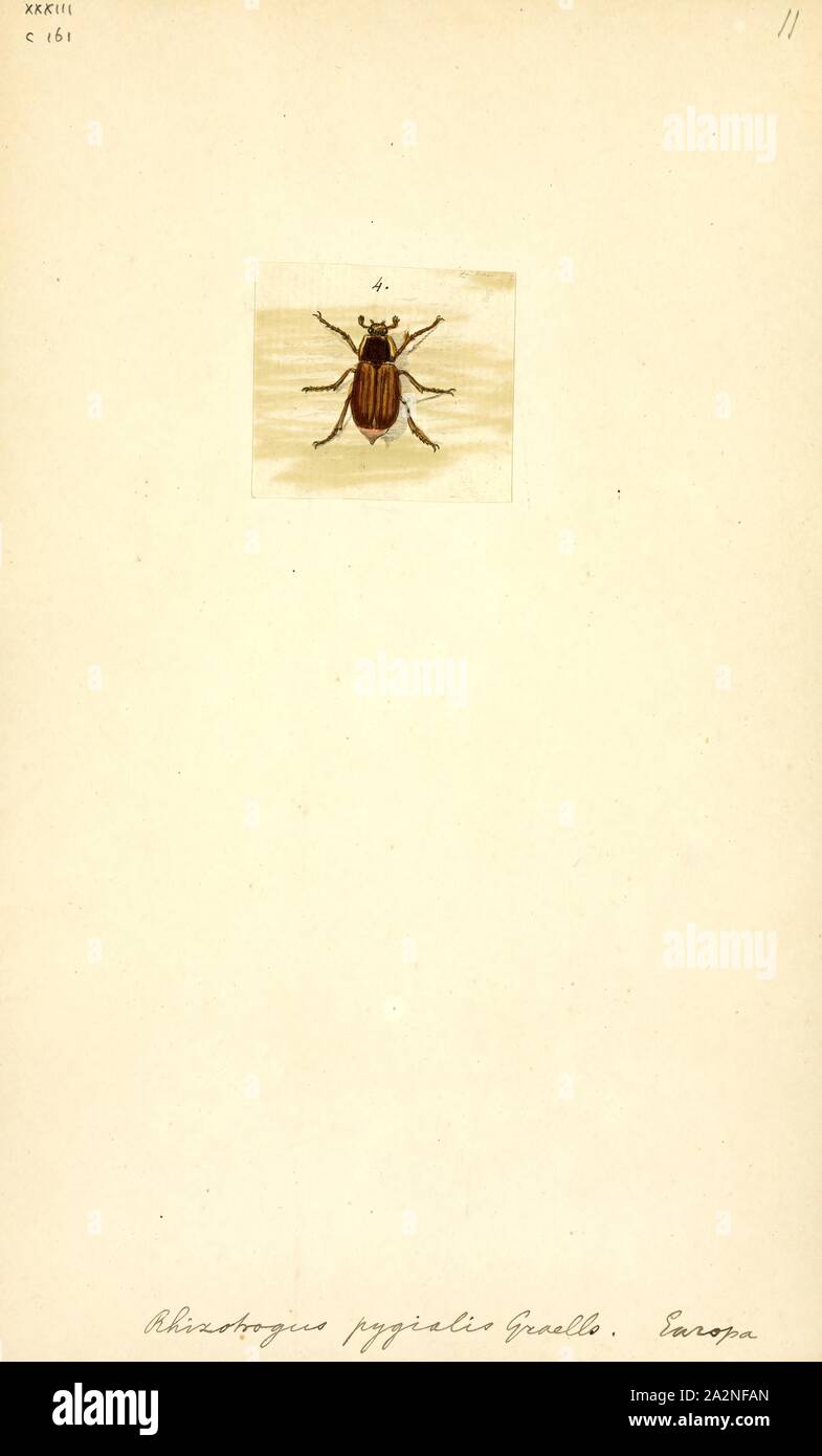 Rhizotrogus, Print, Rhizotrogus is a genus of scarab beetles (and June beetles) in the Melolonthinae subfamily Stock Photo