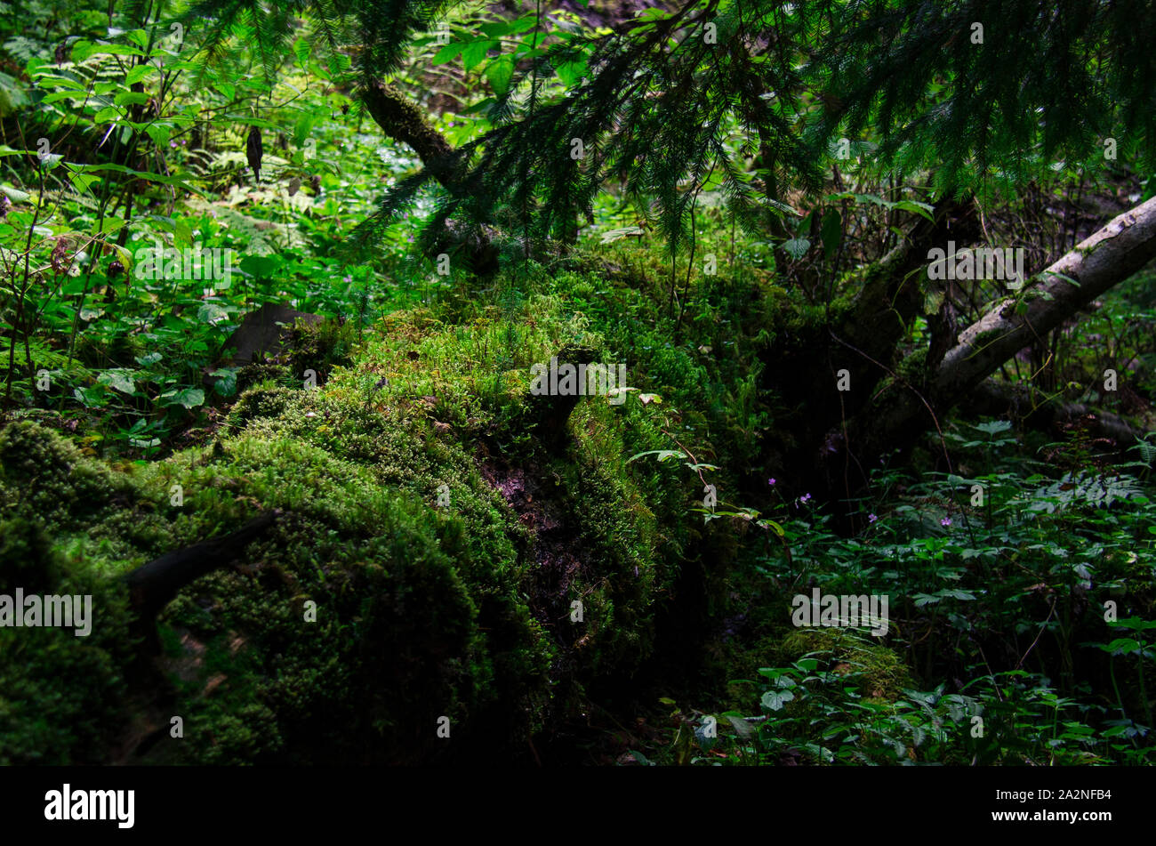 Green moss and green plants grow in a wild forest on an old fallen tree