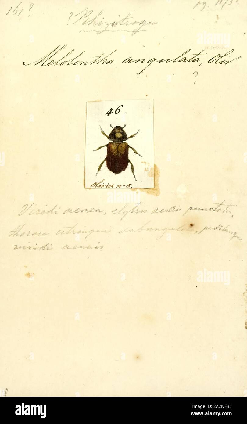 Rhizotrogus, Print, Rhizotrogus is a genus of scarab beetles (and June beetles) in the Melolonthinae subfamily Stock Photo