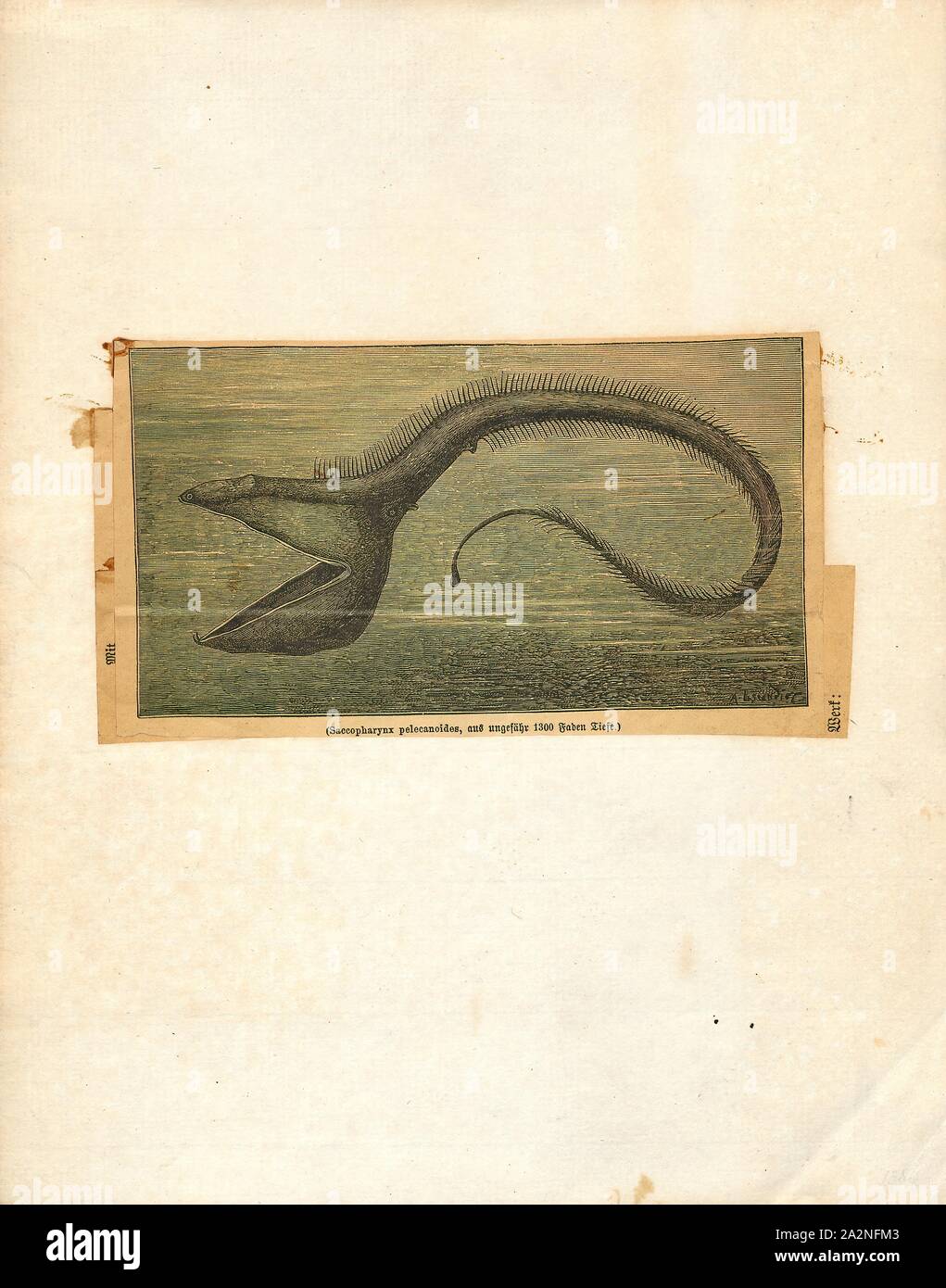 Saccopharynx pelecanoides, Print, 1881-1894 Stock Photo