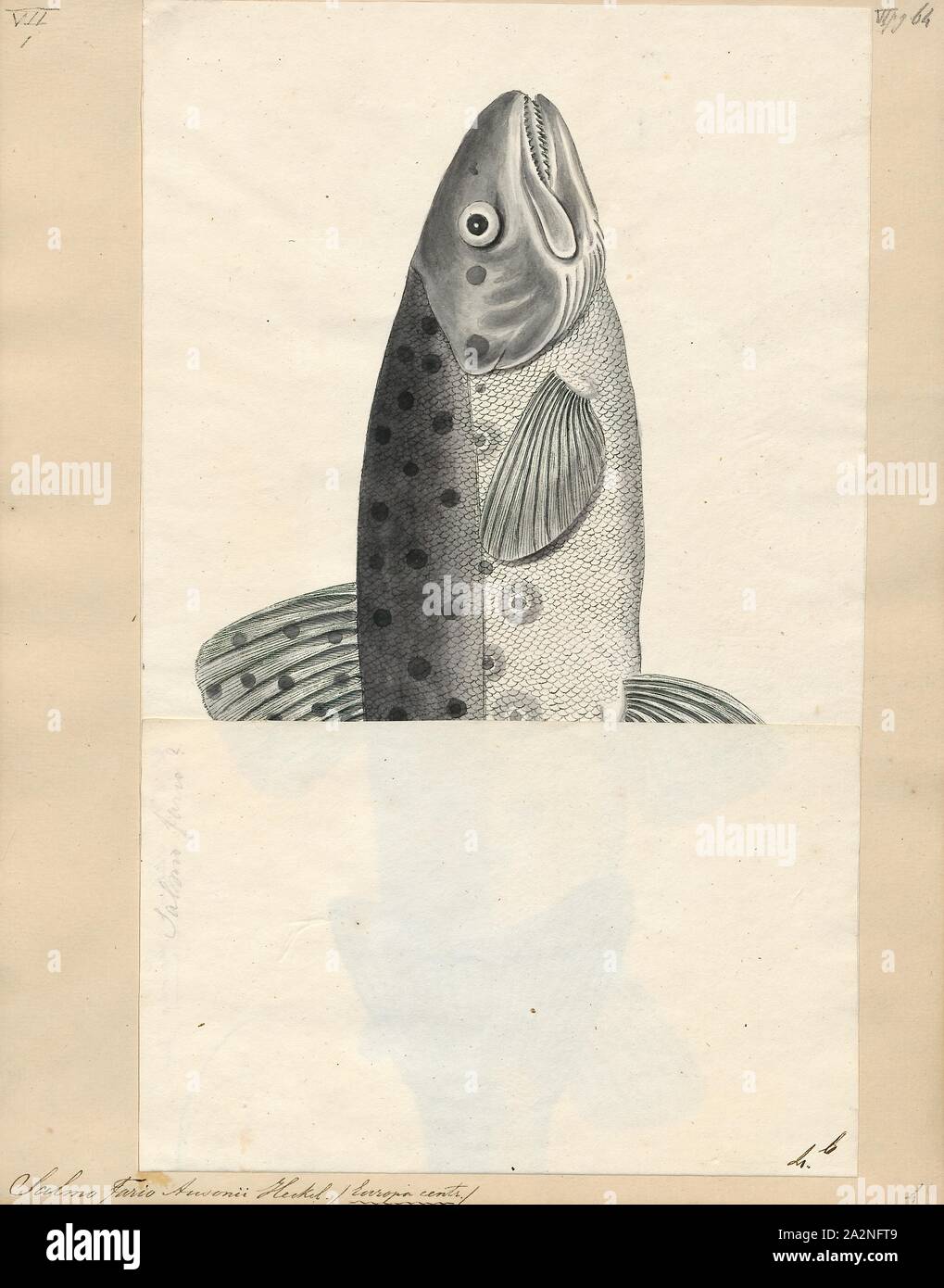Salmo fario ausonii hires stock photography and images Alamy