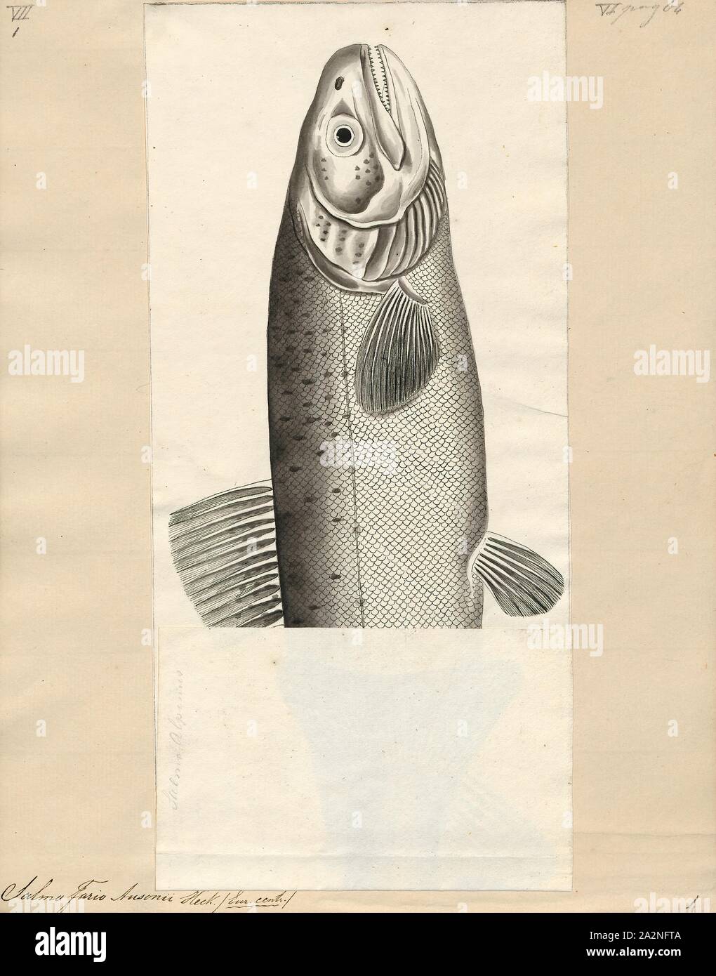 Trout species hires stock photography and images Alamy