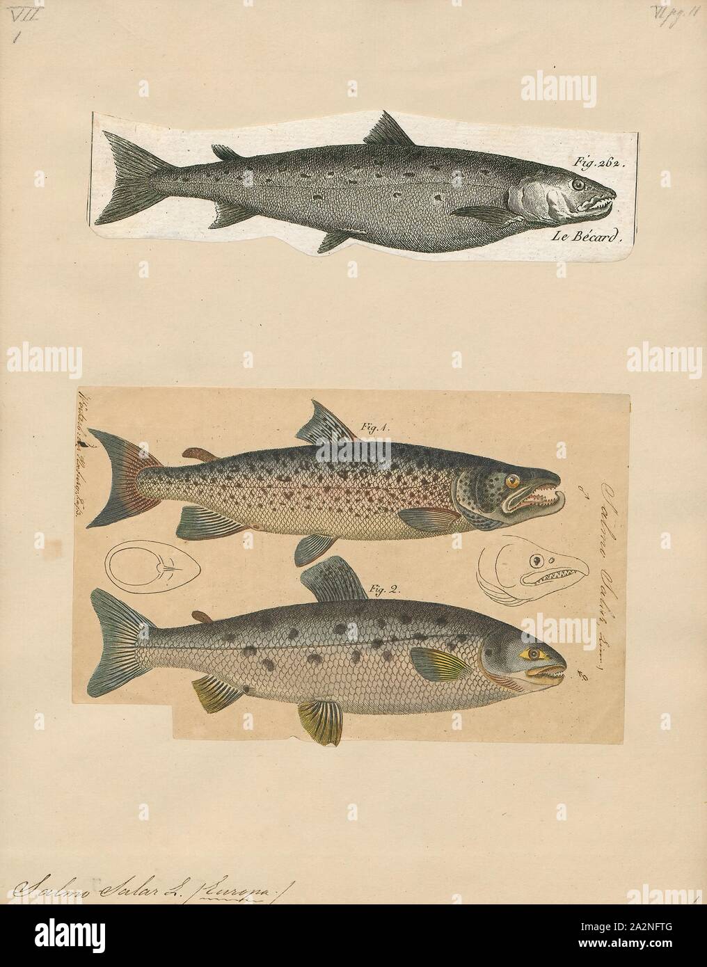 Salmo salar, Print, The Atlantic salmon (Salmo salar) is a species of ray-finned fish in the family Salmonidae. It is found in the northern Atlantic Ocean, in rivers that flow into the north Atlantic and, due to human introduction, in the north Pacific Ocean. Atlantic salmon have long been the target of recreational and commercial fishing, and this, as well as habitat destruction, has reduced their numbers significantly; the species is the subject of conservation efforts in several countries., 1700-1880 Stock Photo