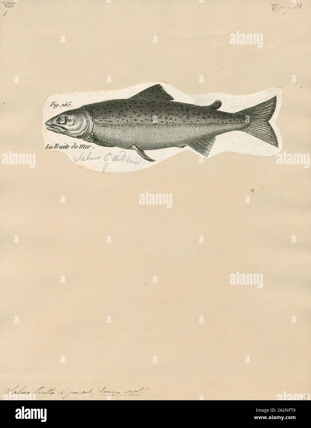 Salmo trutta, Print, The brown trout (Salmo trutta) is a European species of salmonid fish that has been widely introduced into suitable environments globally. It includes both purely freshwater populations, referred to as the riverine ecotype, Salmo trutta morpha fario, and a lacustrine ecotype, S. trutta morpha lacustris, also called the lake trout, as well as anadromous forms known as the sea trout, S. trutta morpha trutta. The latter migrates to the oceans for much of its life and returns to fresh water only to spawn. Sea trout in Ireland and Britain have many regional names: sewin in Stock Photo