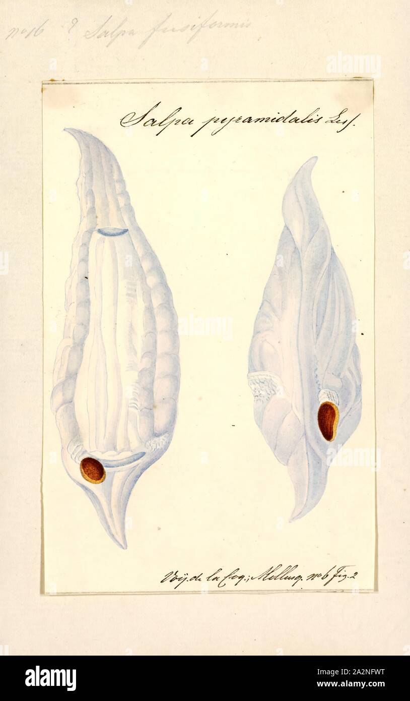 Salpa fusiformis, Print, Salpa fusiformis, sometimes known as the common salp, is the most widespread species of salp. They have a cosmopolitan distribution, and can be found at depths of 0 to 800 m (0 to 2, 625 ft). They exhibit diel vertical migration, moving closer to the surface at night. They can occur in very dense swarms, as solitary zooids or as colonies. Solitary zooids usually measure 22 to 52 mm (0.87 to 2.05 in) in length. They are barrel-shaped and elongated, with a rounded front and a flat rear. Aggregate zooids are 7 to 52 mm (0.28 to 2.05 in) in length individually (excluding Stock Photo