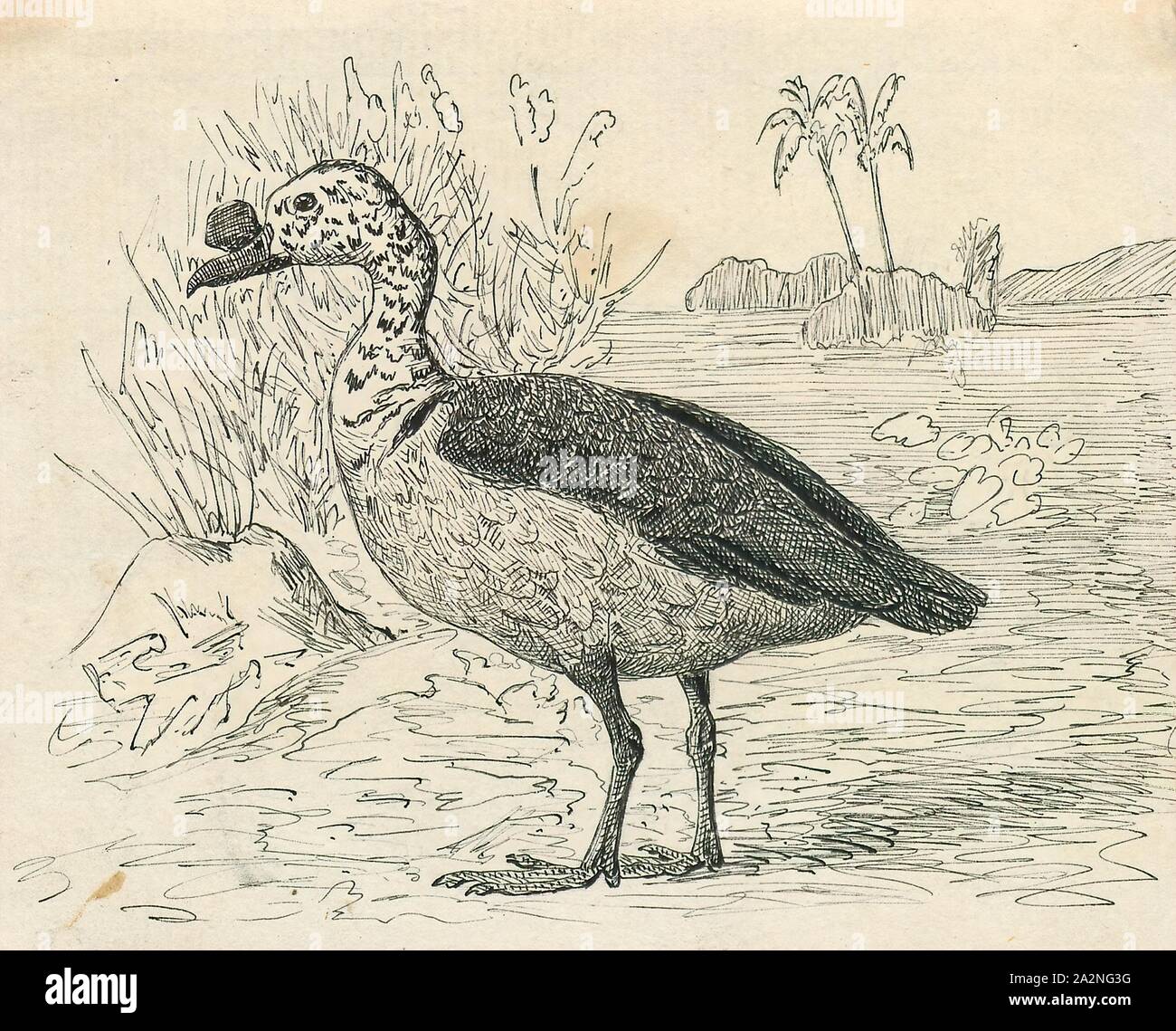 Sarkidiornis melanonotus hires stock photography and images Alamy