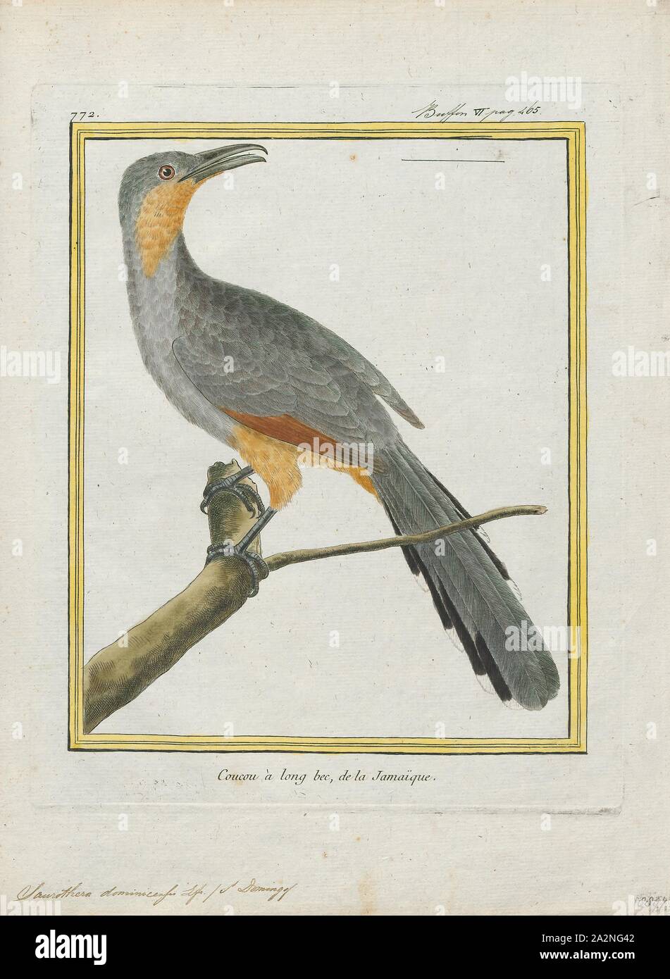 Saurothera dominicensis, Print, Coccyzus, Coccyzus is a genus of cuckoos which occur in the Americas. The genus name is from Ancient Greek kokkuzo, which means to call like a common cuckoo. These include the lizard cuckoos formerly included in the genus Saurothera., 1700-1880 Stock Photo