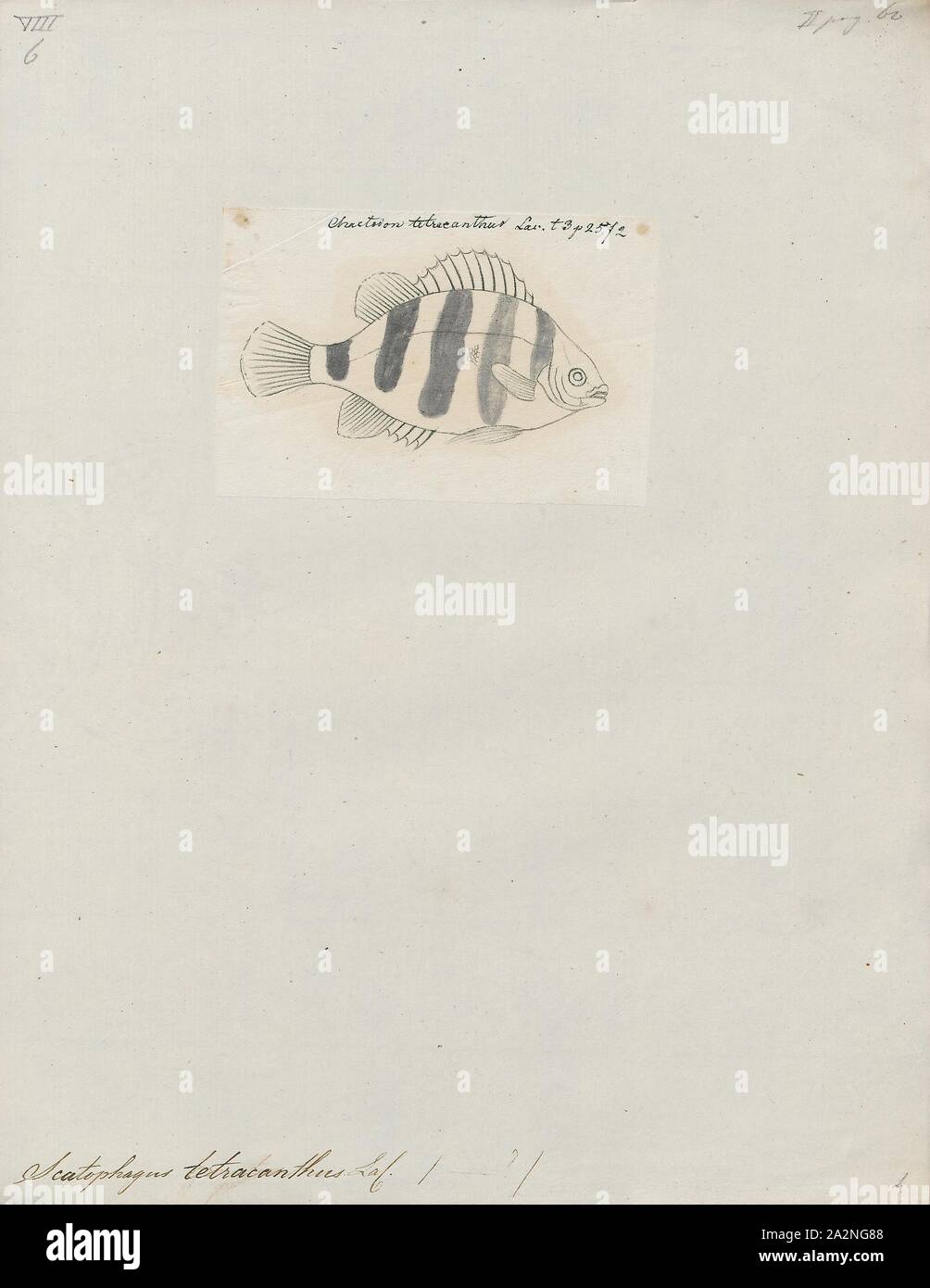 Scatophagus tetracanthus, Print, Scatty, 1700-1880 Stock Photo