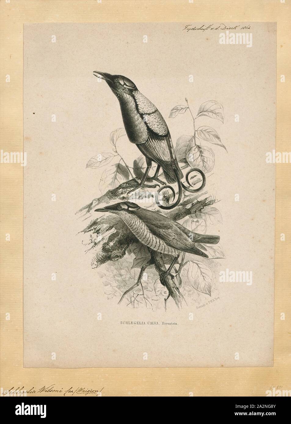 Schlegelia wilsoni, Print, Schlegelia is a group of plants described as a genus in 1844., 1864 Stock Photo