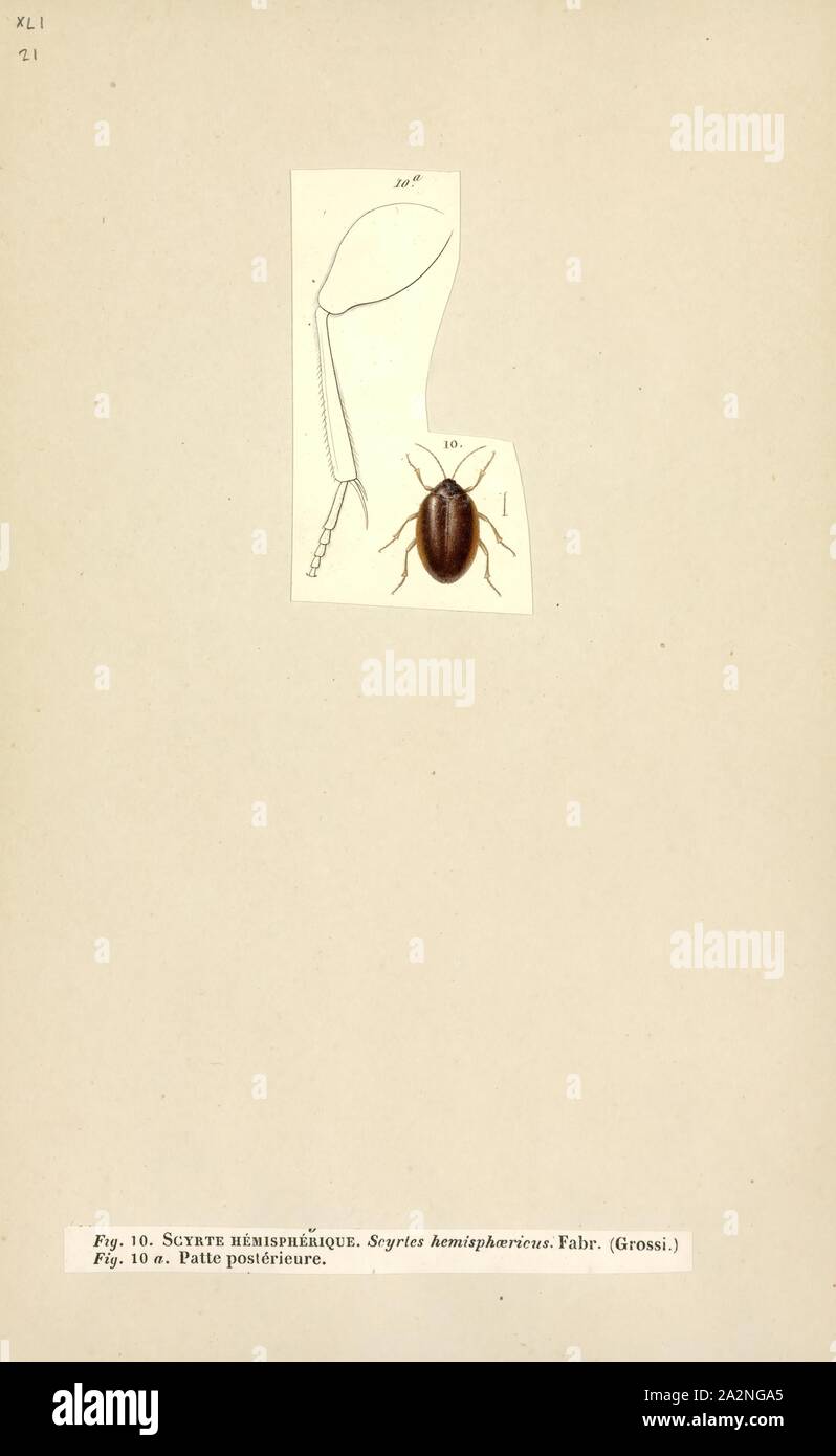 Scirtes, Print, Scirtes is a genus of marsh beetles in the family ...