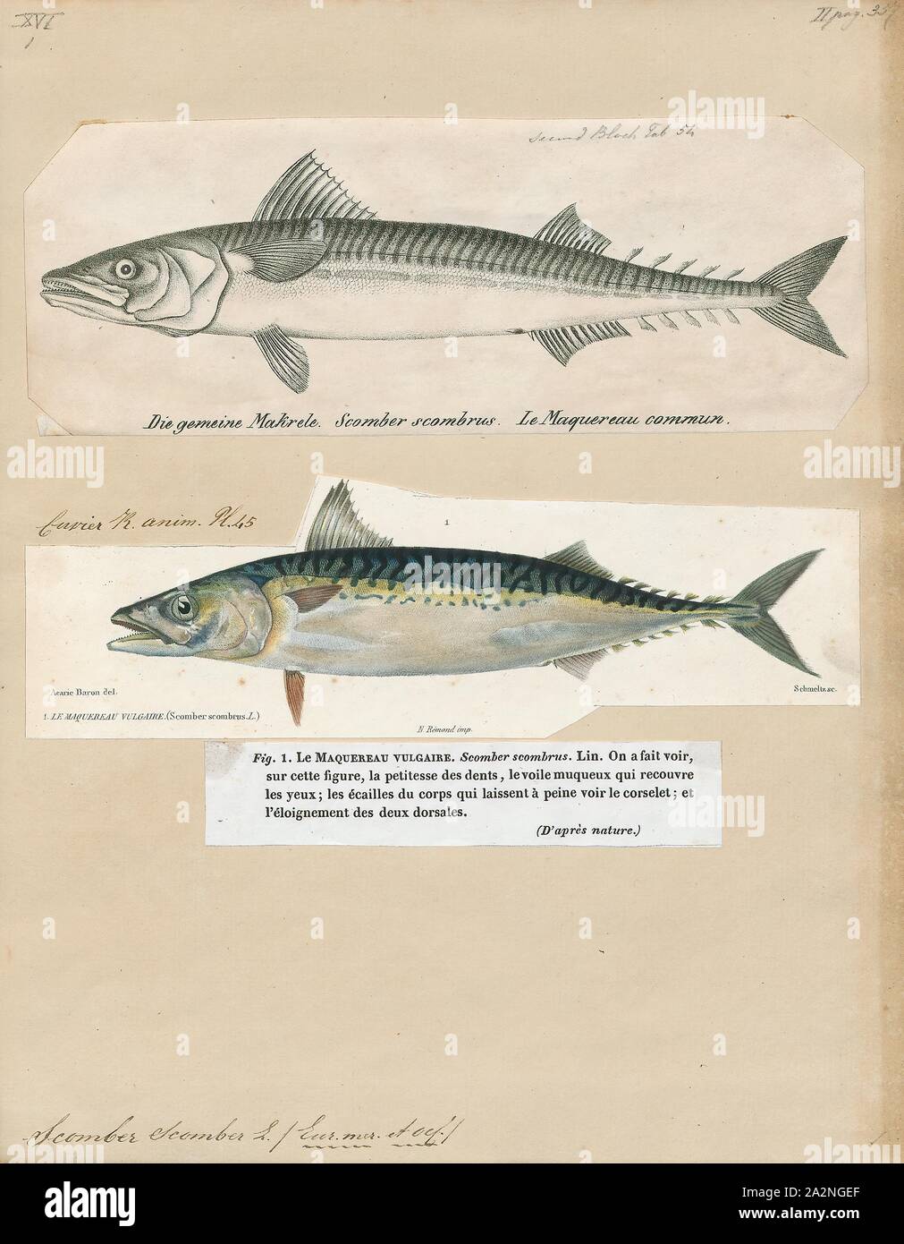 Scientific Classification Of Fish