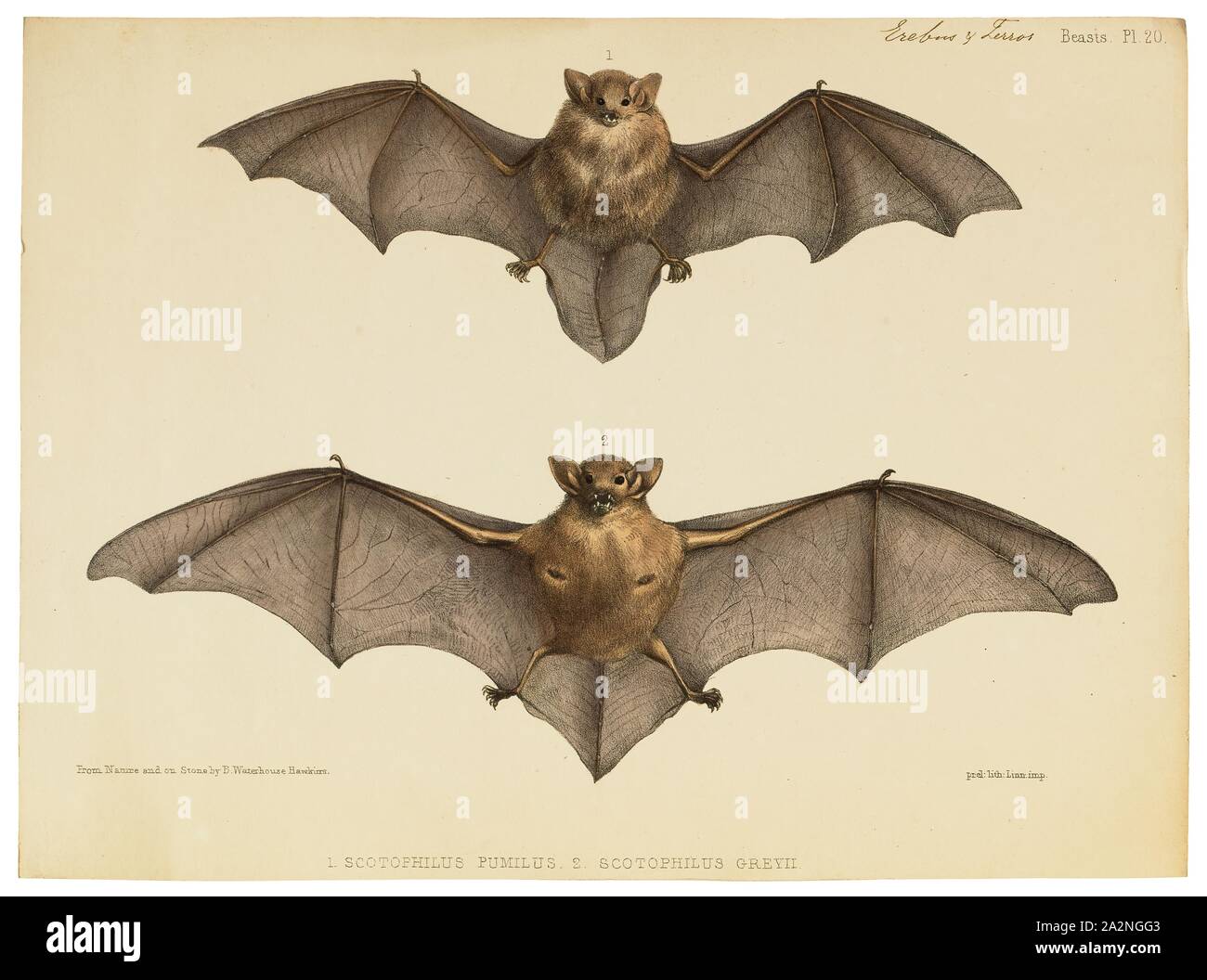Vespertilionid bats hi-res stock photography and images - Alamy