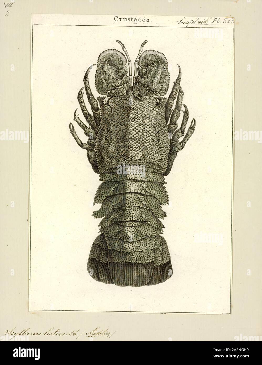 Scyllarus latus, Print, Scyllarides latus, the Mediterranean slipper lobster, is a species of slipper lobster found in the Mediterranean Sea and in the eastern Atlantic Ocean. It is edible and highly regarded as food, but is now rare over much of its range due to overfishing. Adults may grow to 1 foot (30 cm) long, are camouflaged, and have no claws. They are nocturnal, emerging from caves and other shelters during the night to feed on molluscs. As well as being eaten by humans, S. latus is also preyed upon by a variety of bony fish. Its closest relative is S. herklotsii, which occurs off the Stock Photo