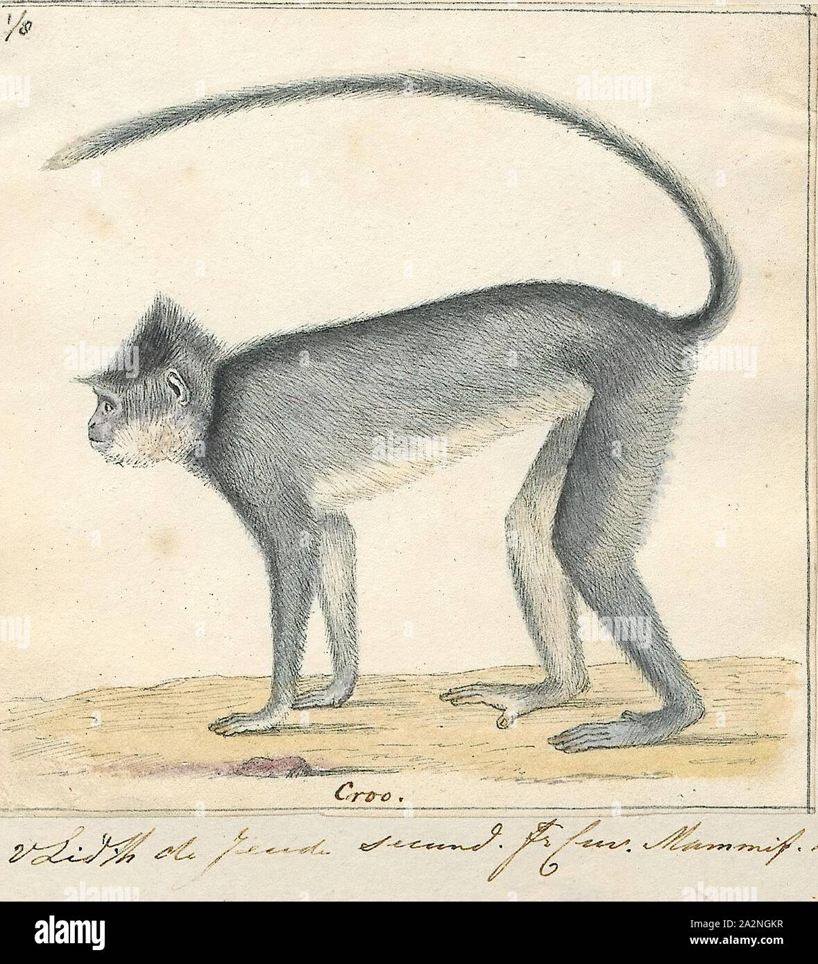 Semnopithecus comatus, Print, Gray langurs, sacred langurs, Indian langurs or Hanuman langurs are a group of Old World monkeys native to the Indian subcontinent constituting the entirety of the genus Semnopithecus. Most taxa have traditionally been placed in the single species Semnopithecus entellus. In 2001, it was recommended that several distinctive former subspecies should be given the status of species, so that seven species are recognized.A taxonomic classification with fewer species has also been proposed. Genetic evidence suggests that the Nilgiri langur and purple-faced langur, which Stock Photo