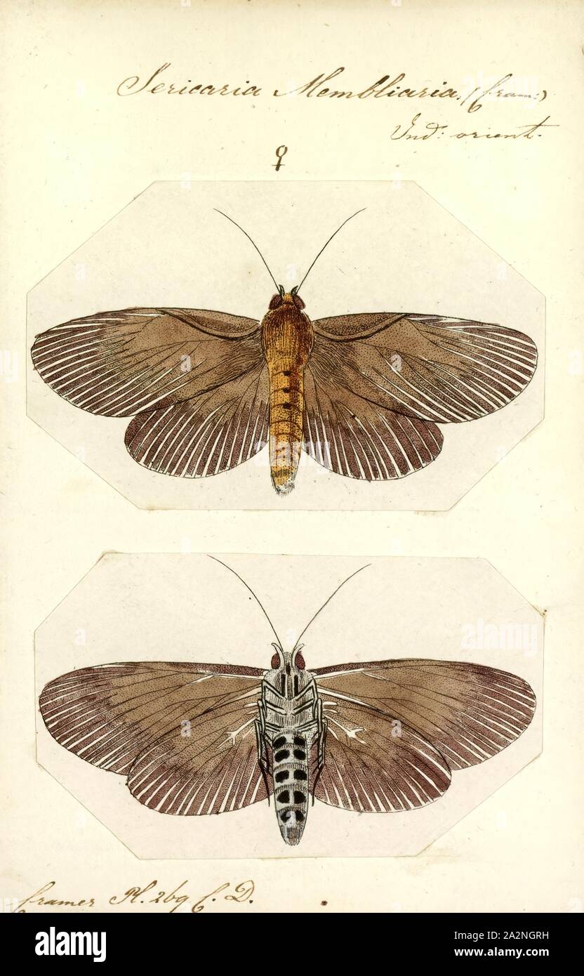 Sericaria, Print, Lymantria is a genus of tussock moths in the family Erebidae. They are widely distributed throughout Europe, Japan, India, Sri Lanka, Myanmar, Java, and Celebes. It was described by Jacob Hübner in 1819 Stock Photo