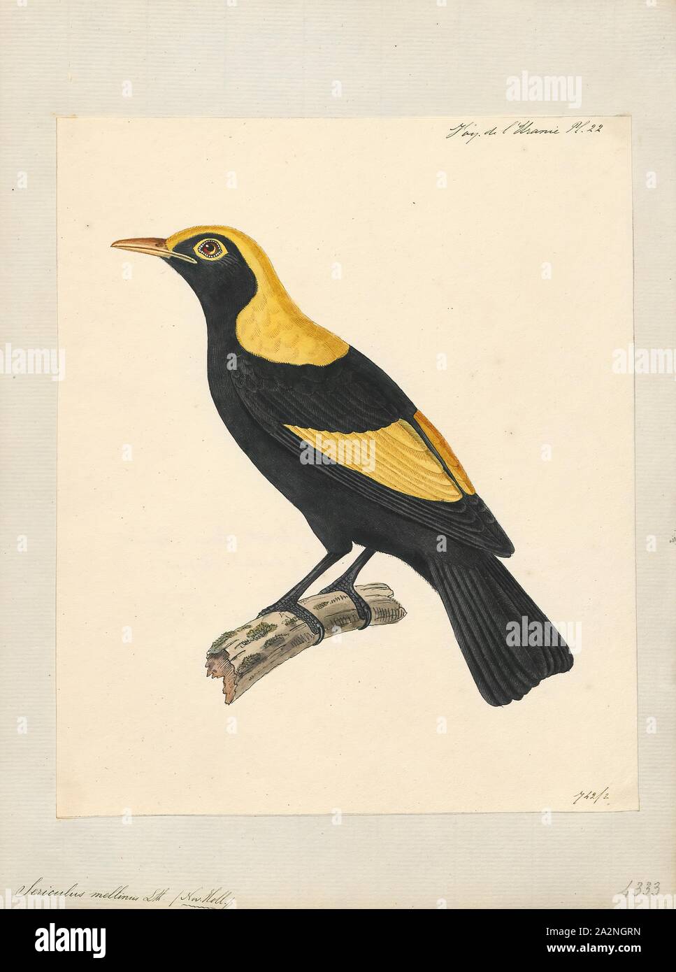 Sericulus melinus, Print, The genus Sericulus of the family Ptilonorhynchidae consists of three spectacularly colored bowerbirds., 1824-1839 Stock Photo