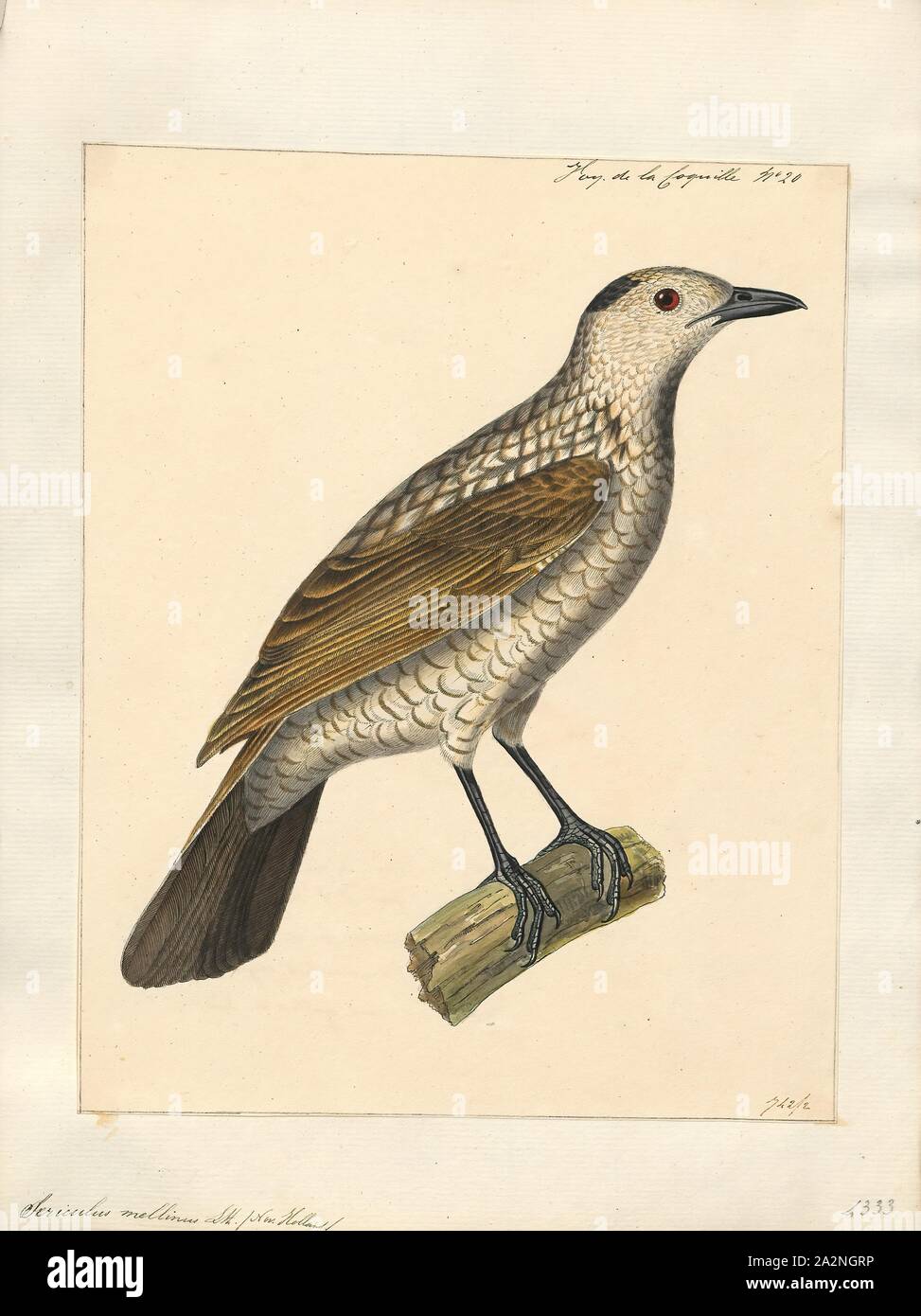 Sericulus melinus, Print, The genus Sericulus of the family Ptilonorhynchidae consists of three spectacularly colored bowerbirds., 1825-1838 Stock Photo