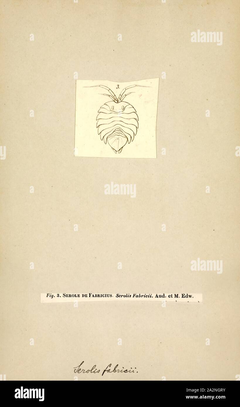 Serolis fabricii, Print, Serolis is a genus of isopod crustacean Stock Photo