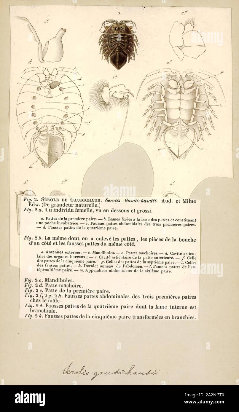 Serolis gaudichaudii, Print, Serolis is a genus of isopod crustacean Stock Photo