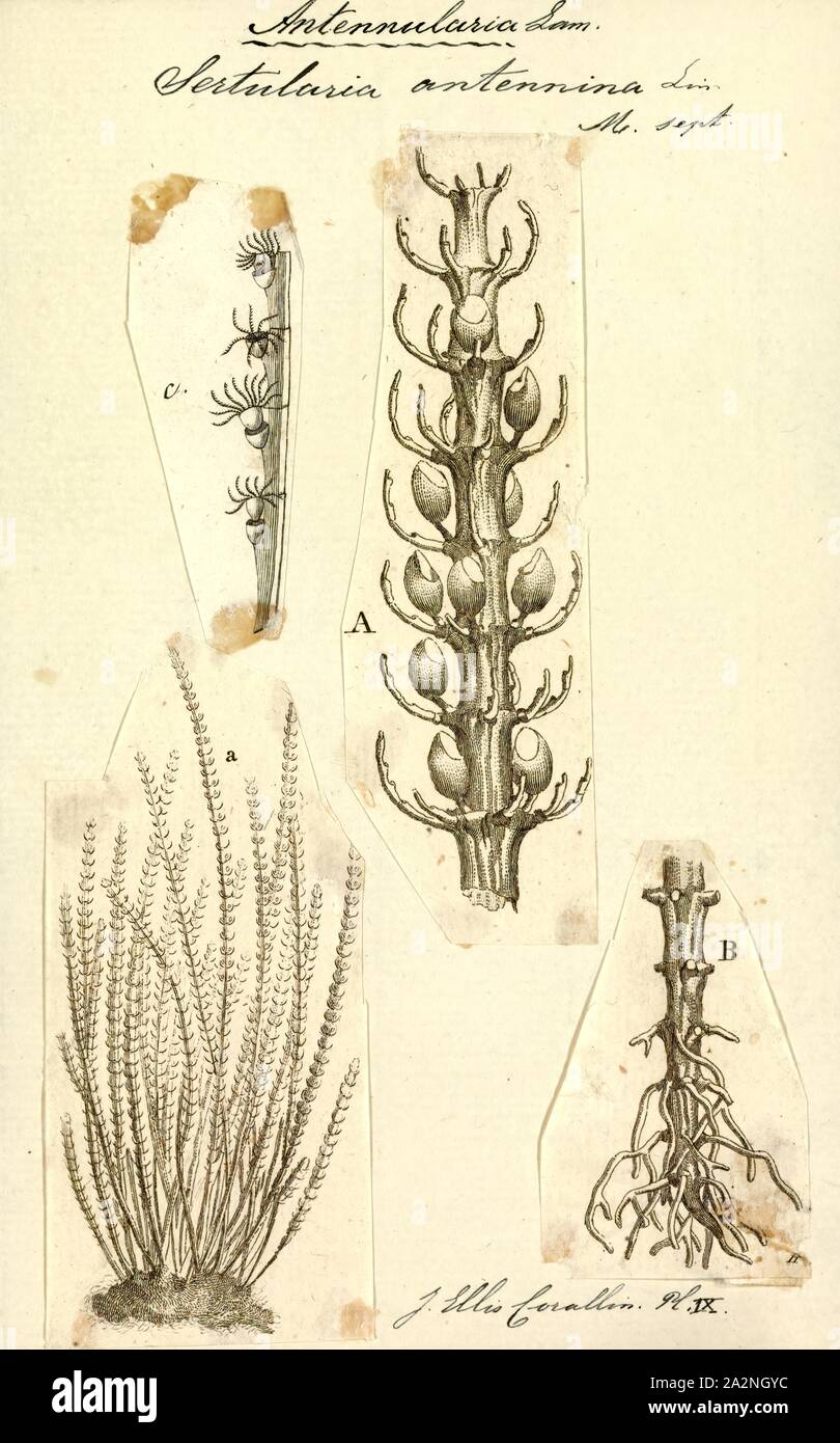 Sertularia antennina, Print, Sertularia is a genus of hydroids in the family Sertulariidae Stock Photo