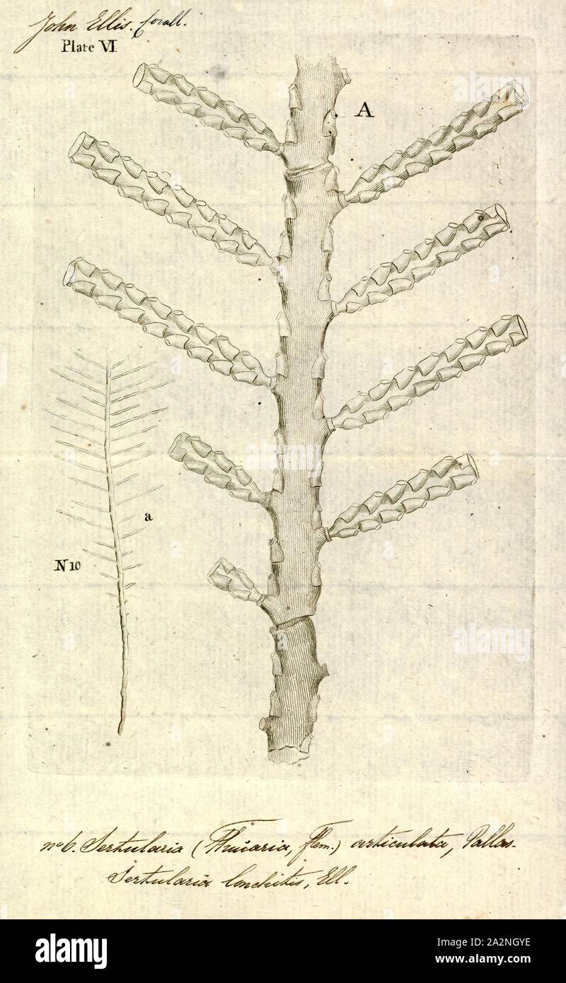 Sertularia articulata, Print, Sertularia is a genus of hydroids in the family Sertulariidae Stock Photo