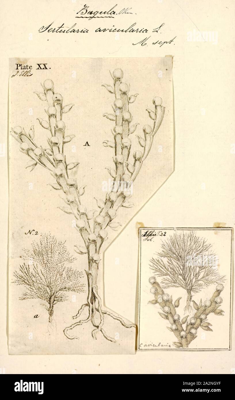 Sertularia avicularia, Print, Sertularia is a genus of hydroids in the family Sertulariidae Stock Photo