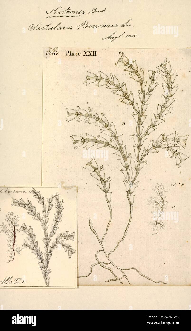 Sertularia bursaria, Print, Sertularia is a genus of hydroids in the family Sertulariidae Stock Photo