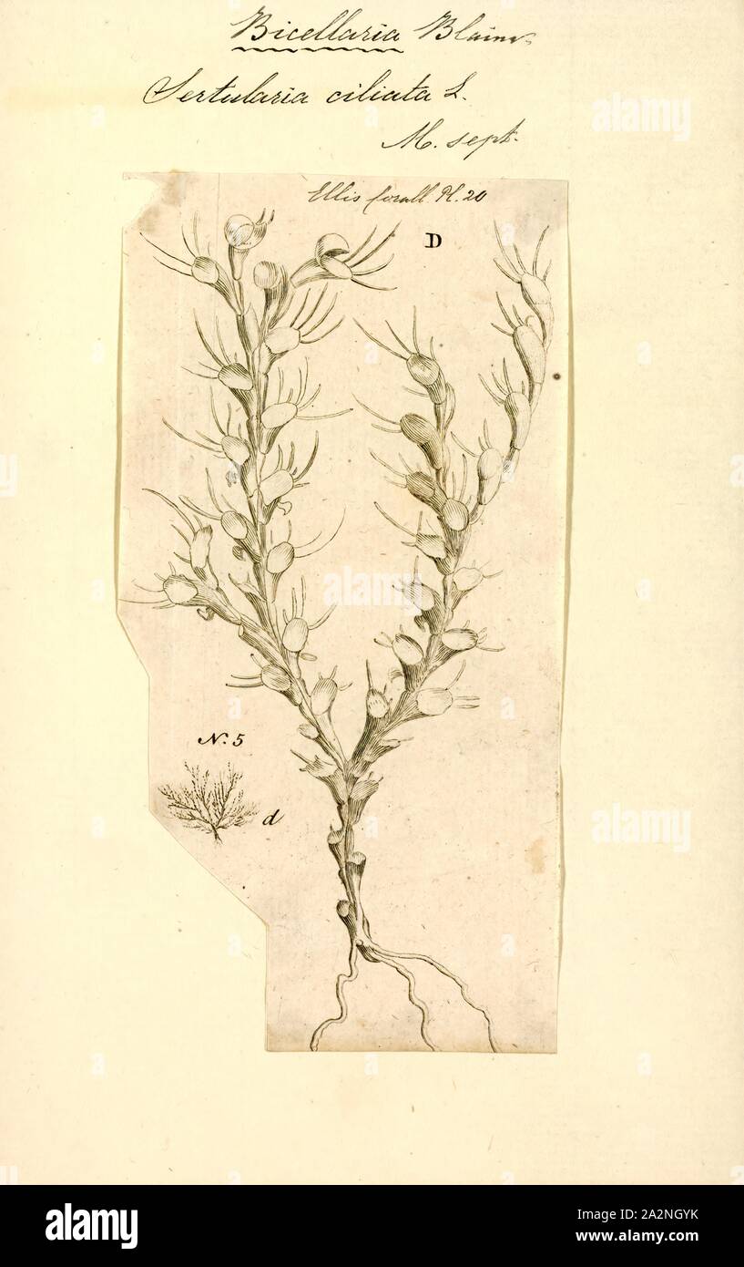 Sertularia ciliata, Print, Sertularia is a genus of hydroids in the family Sertulariidae Stock Photo