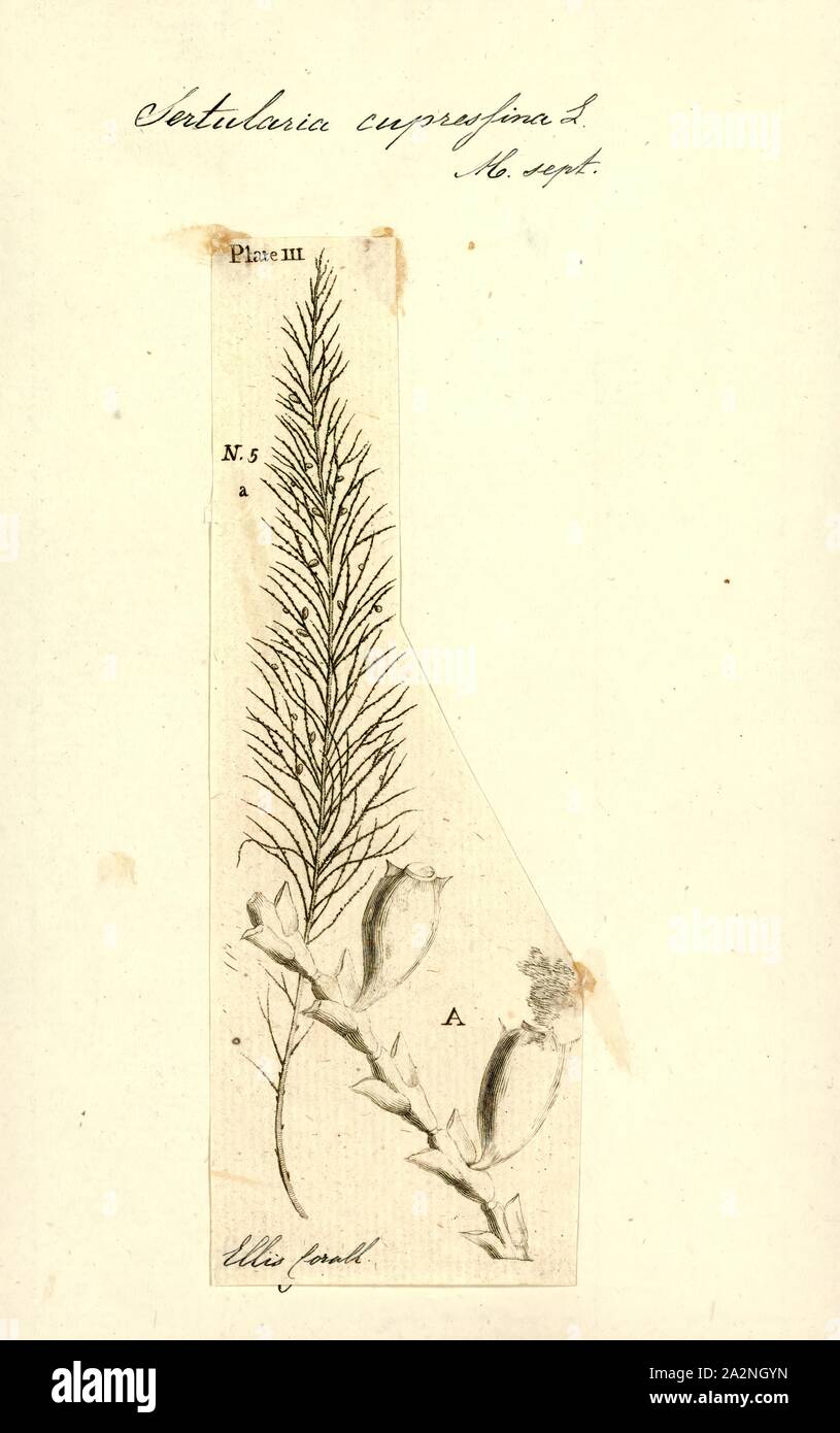 Sertularia cupressina, Print, Whiteweed Stock Photo