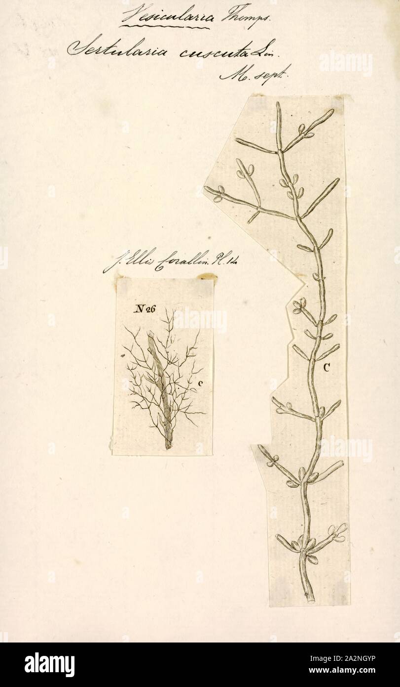 Sertularia cuscuta, Print, Sertularia is a genus of hydroids in the family Sertulariidae Stock Photo