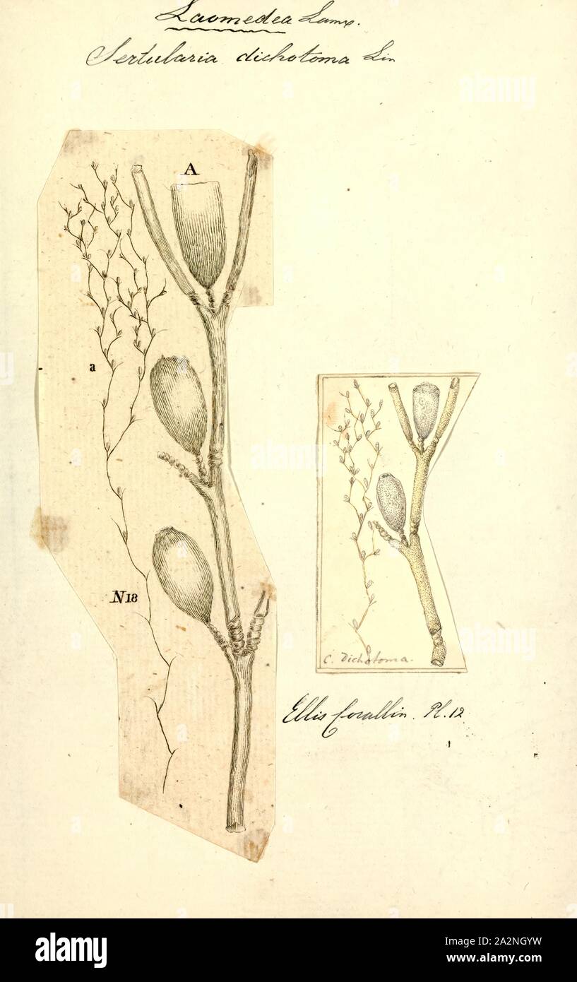 Sertularia dichotoma, Print, Sertularia is a genus of hydroids in the family Sertulariidae Stock Photo