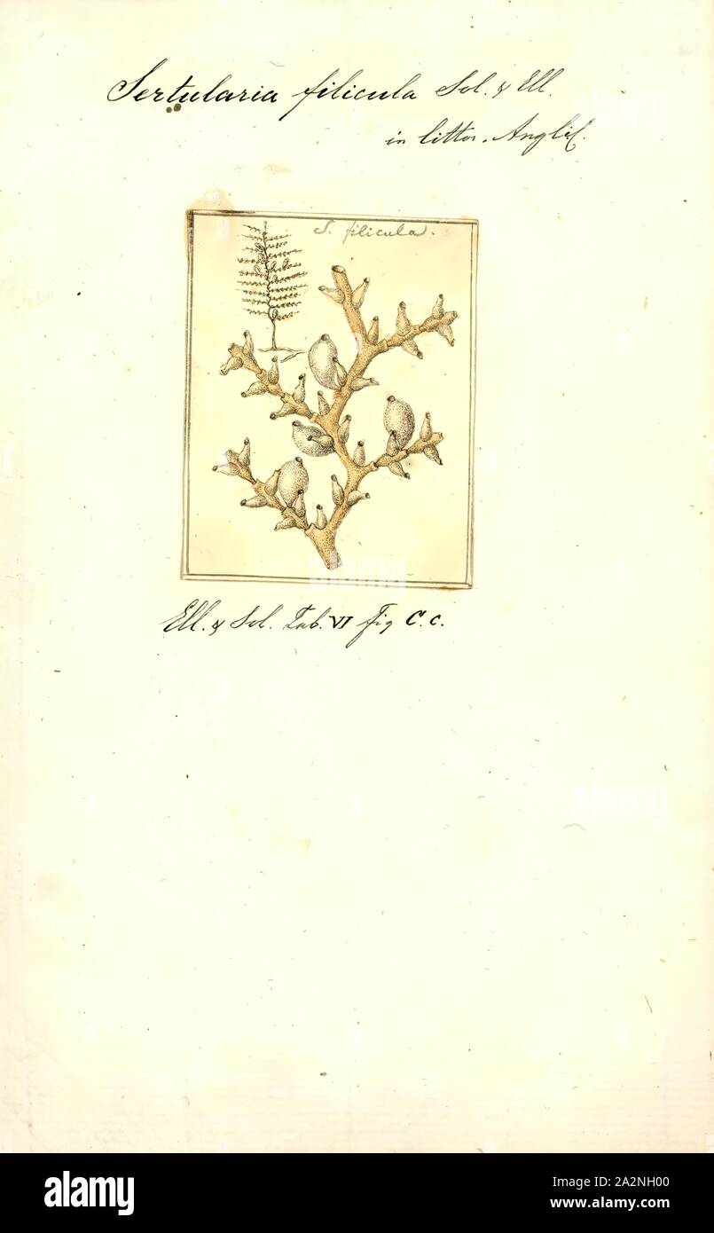 Sertularia filicula, Print, Sertularia is a genus of hydroids in the family Sertulariidae Stock Photo