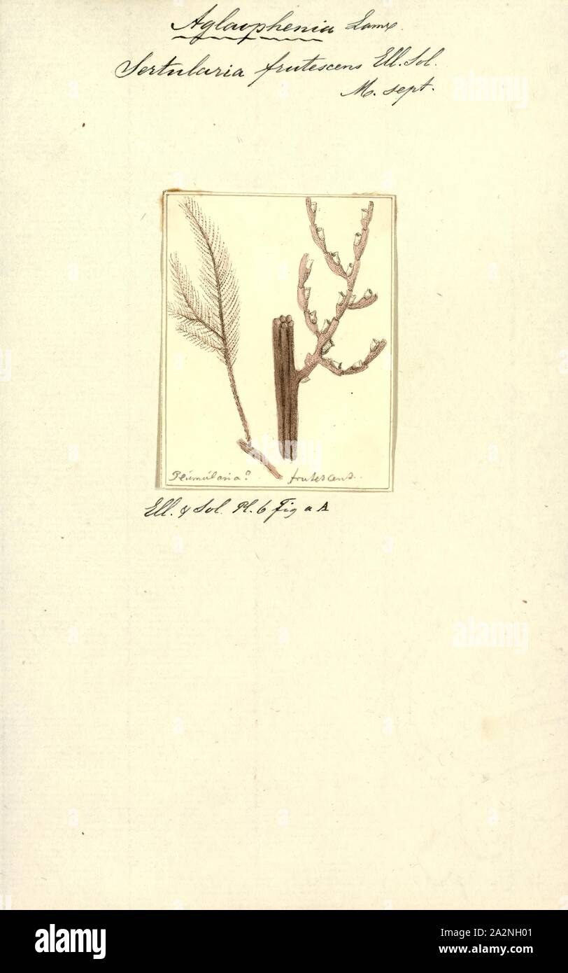 Sertularia frutescens, Print, Sertularia is a genus of hydroids in the family Sertulariidae Stock Photo