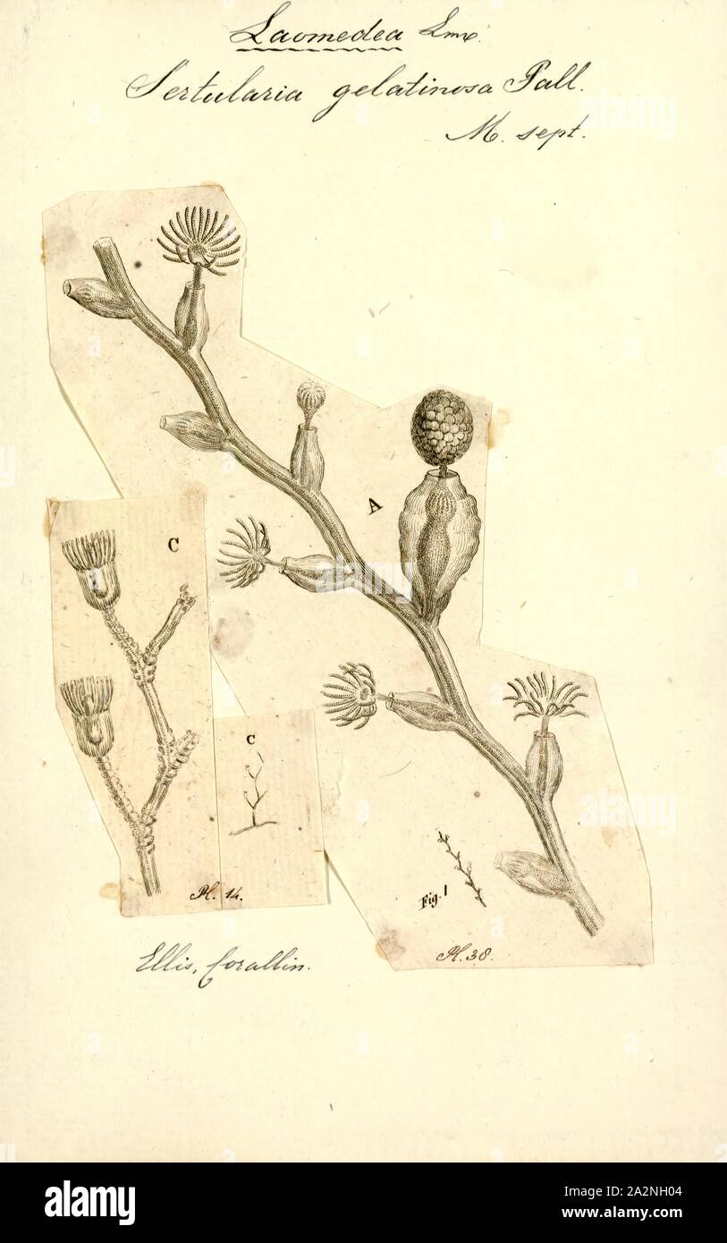 Sertularia gelatinosa, Print, Sertularia is a genus of hydroids in the family Sertulariidae Stock Photo
