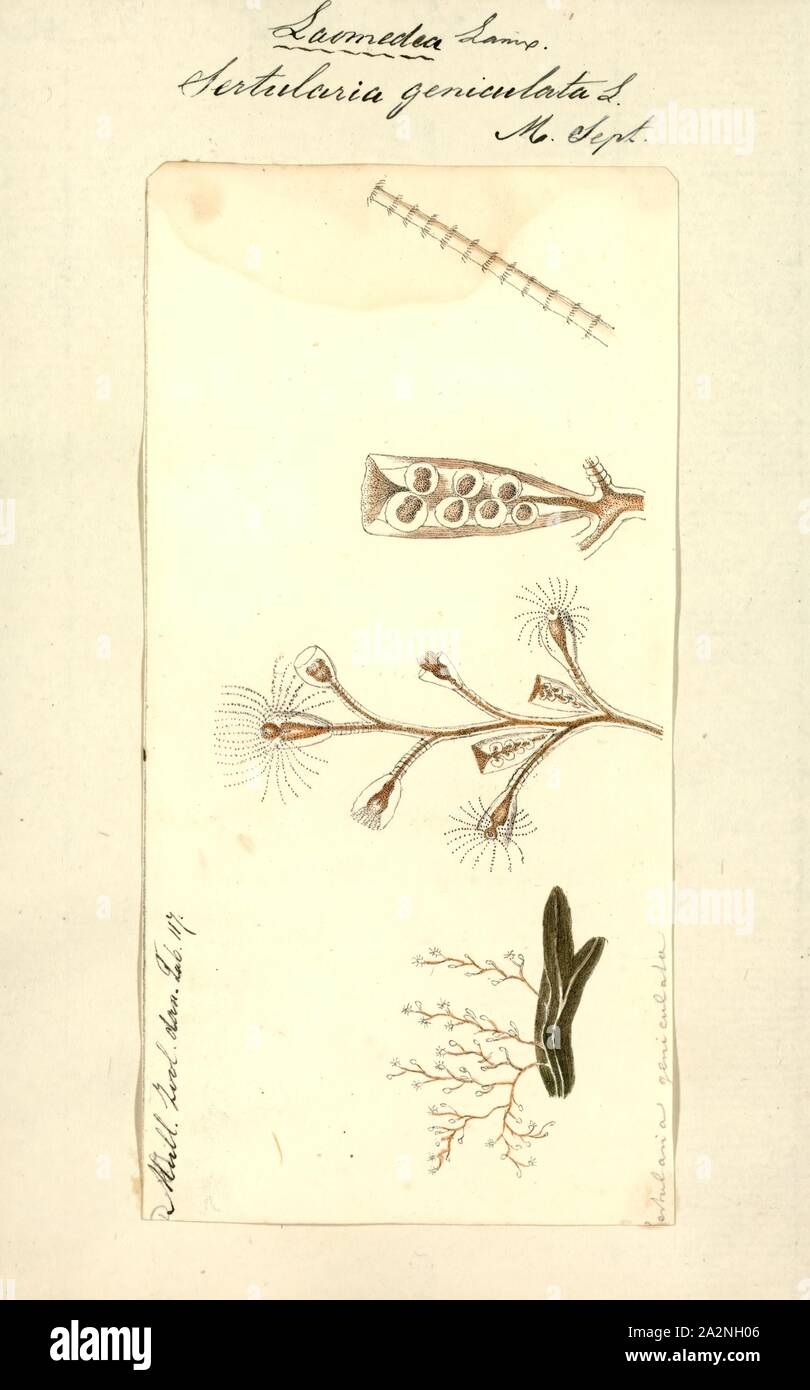 Sertularia geniculata, Print, Sertularia is a genus of hydroids in the family Sertulariidae Stock Photo