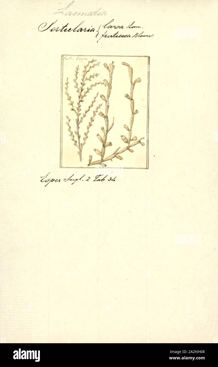 Sertularia laxa, Print, Sertularia is a genus of hydroids in the family Sertulariidae Stock Photo