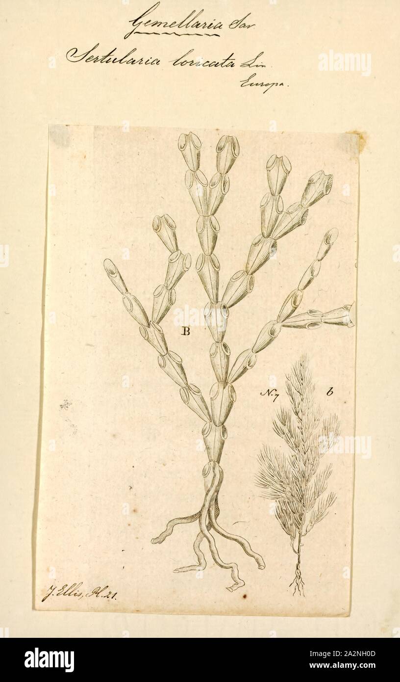 Sertularia loricata, Print, Sertularia is a genus of hydroids in the family Sertulariidae Stock Photo