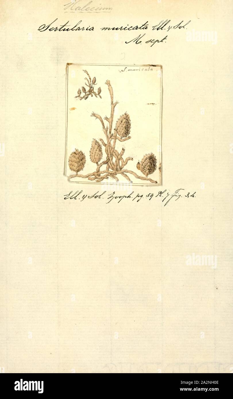 Sertularia muricata, Print, Sertularia is a genus of hydroids in the family Sertulariidae Stock Photo