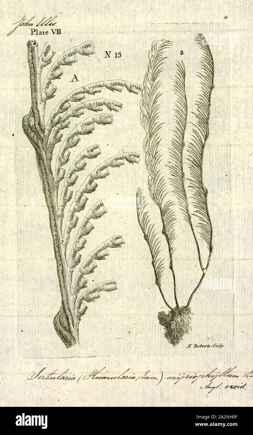 Sertularia myriophyllum, Print, Sertularia is a genus of hydroids in the family Sertulariidae Stock Photo