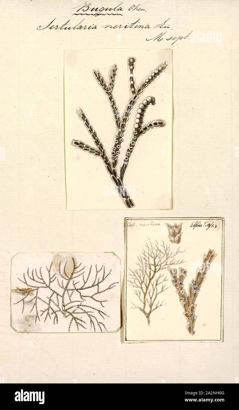 Sertularia neritina, Print, Sertularia is a genus of hydroids in the family Sertulariidae Stock Photo