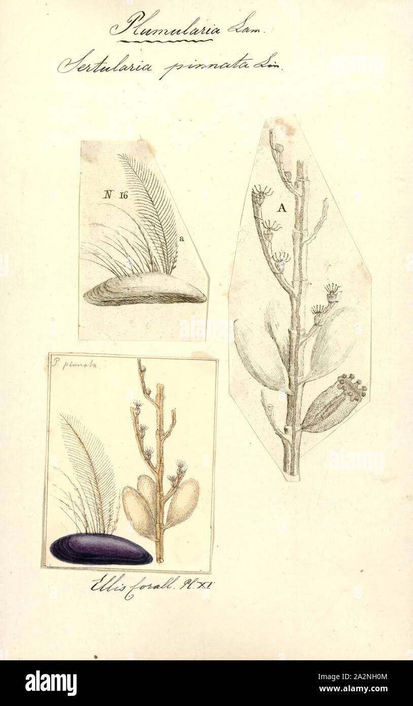 Sertularia pinnata, Print Stock Photo