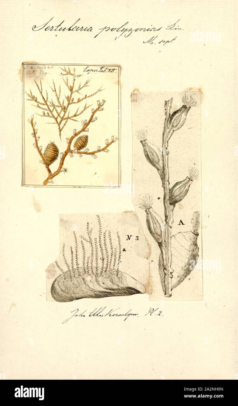 Sertularia polyzonias, Print, Sertularia is a genus of hydroids in the family Sertulariidae Stock Photo