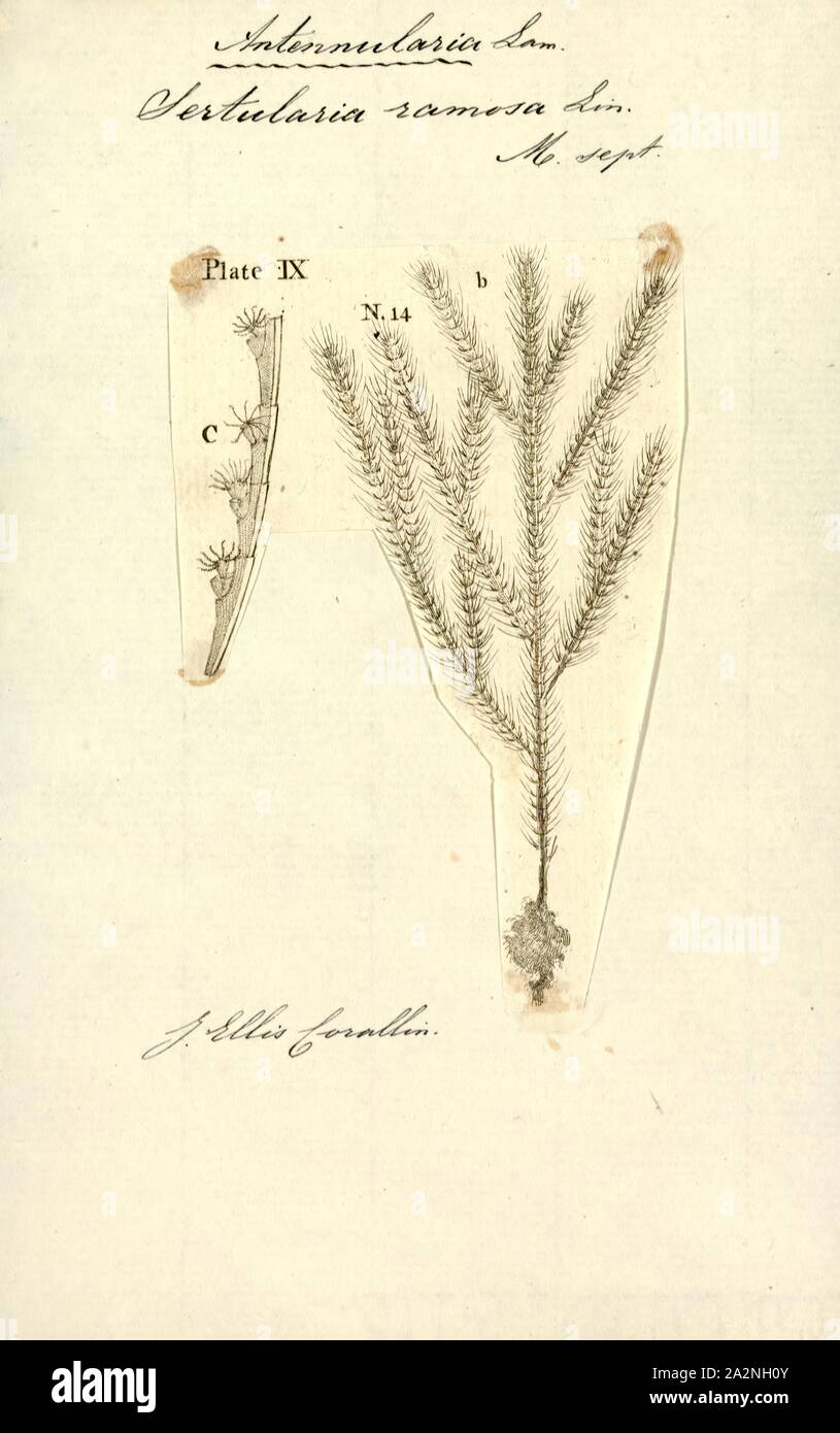 Sertularia ramosa, Print, Sertularia is a genus of hydroids in the family Sertulariidae Stock Photo