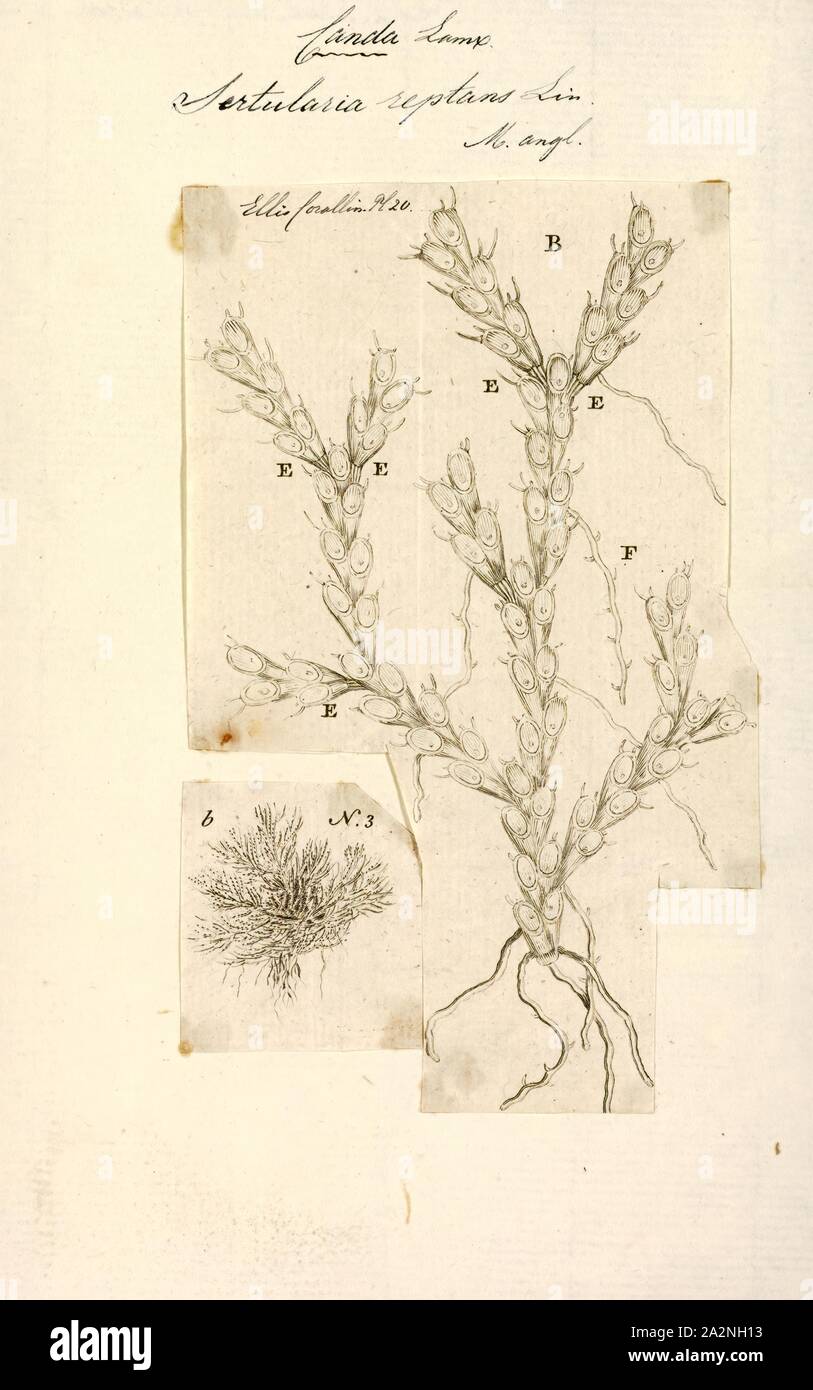 Sertularia reptans, Print, Sertularia is a genus of hydroids in the family Sertulariidae Stock Photo